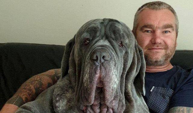英国拿破仑獒犬也医美 提拉眼睑去掉2斤多皮肤 并非为了颜值
