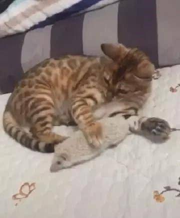 家中来了位新成员，猫咪想以大欺小，这一脚下去让自己哭爹喊娘
