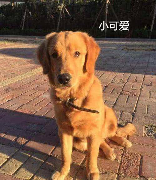 男子出差让女友照顾金毛，回来后开灯一看，气得饭都吃不下了 