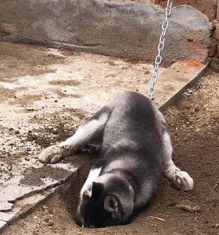 哈士奇疯狂拆家，主人把它拴在院子里，下班看到这幕肠子都悔青了！