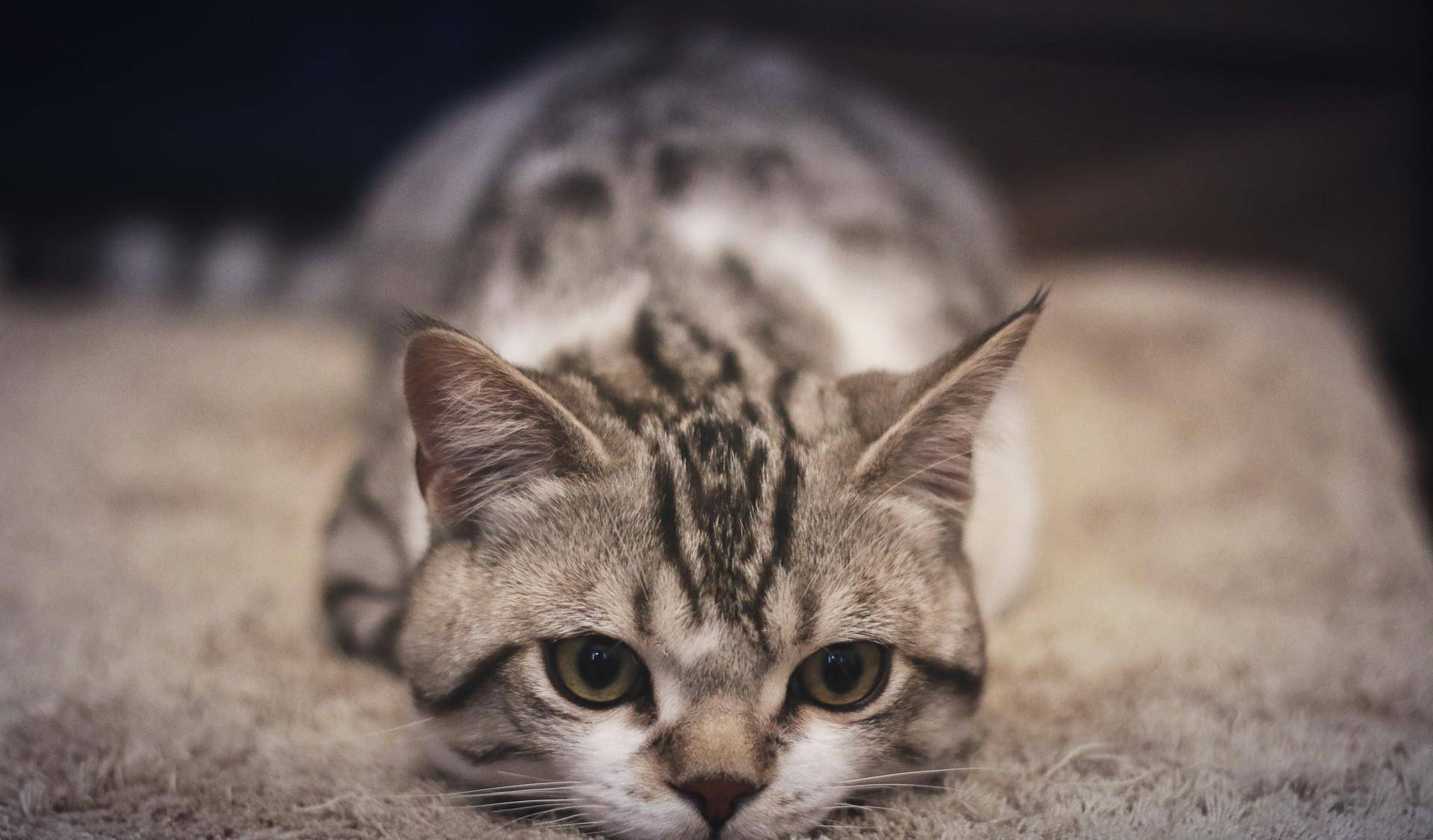 猫咪也会得抑郁症,出现反常行为请注意 猫咪也会得抑郁症,出现反常行为请注意