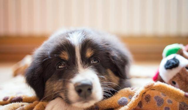 奖励|为什么狗不听话?研究表明训犬也要因材施教,不同狗用不同方法