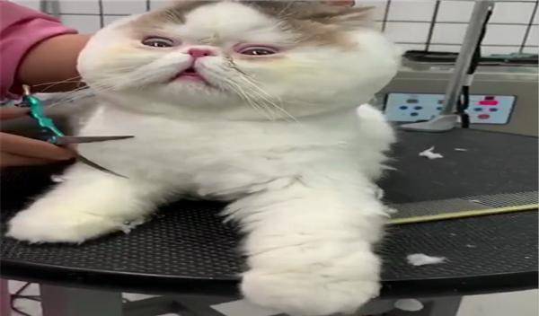 后颈|网友带加菲猫去美容，呆滞的眼神好可爱，猫：被抓住命运的后颈脖