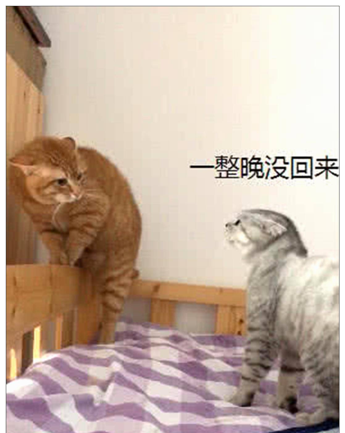 什么|橘猫一夜未归，被母猫逼到角落询问，宠主：我也救不了你！