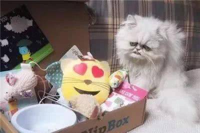 天生自带表情包的猫咪，长相十分奇特，深入了解之后让人意外！