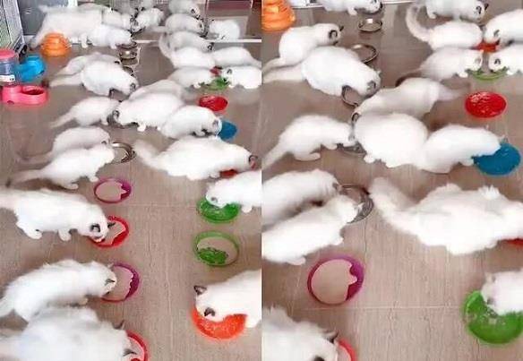 布偶猫意外怀孕,主人每天愁坏了,3个月后小猫出生才知道赚大了! 布偶猫意外怀孕,主人每天愁坏了,3个月后小猫出生才知道赚大了!