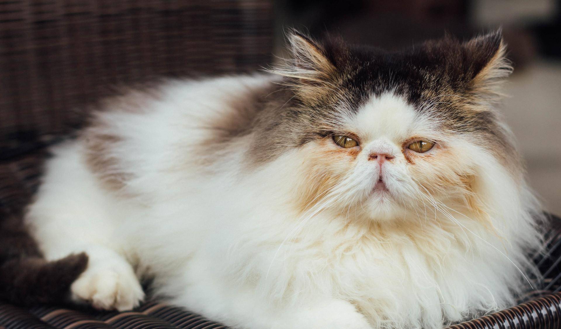猫咪也会得抑郁症,出现反常行为请注意 猫咪也会得抑郁症,出现反常行为请注意