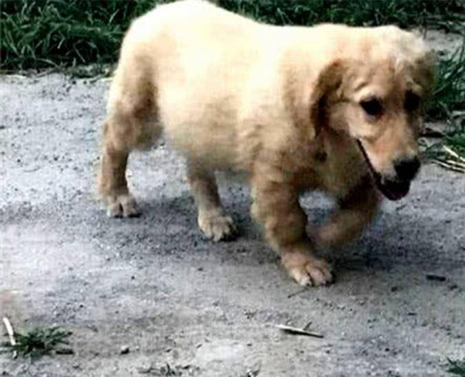 小伙|小伙捡了一只小金毛，3月之后都不见长，医生的回答令人哭笑不得