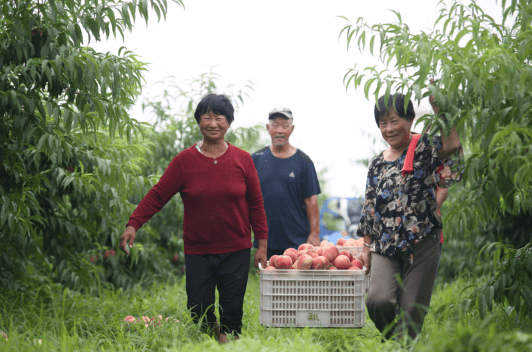 我县“平乡桃”示范基地千亩鲜桃采摘忙