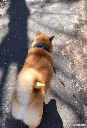 都会养|主人养了一只自带零食的柴犬,每次出门用尾巴夹住的样子,好萌啊