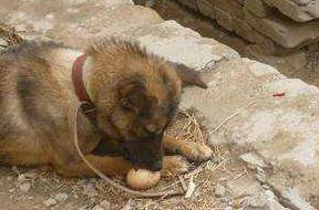 方法|你知道小狗狗挑食要怎么办吗？这些方法能彻底解决挑食问题