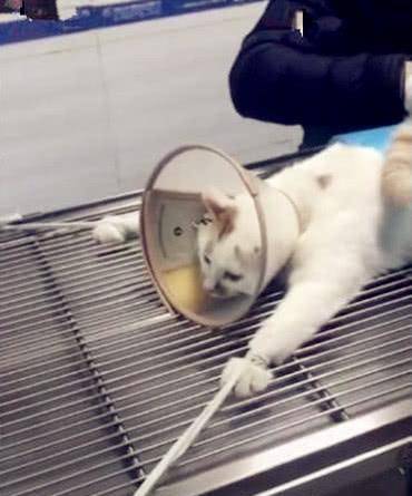 带猫咪去做绝育手术，刚开始不停地挣扎，猫咪：只能听天由命了