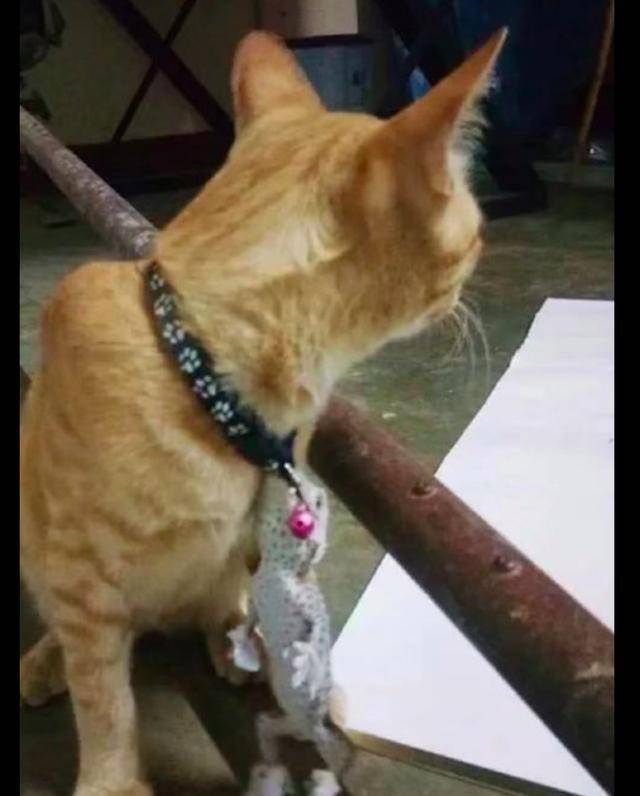 壁虎看到人就跑 e71acba18f904d878927f0d527a0a746.jpeg