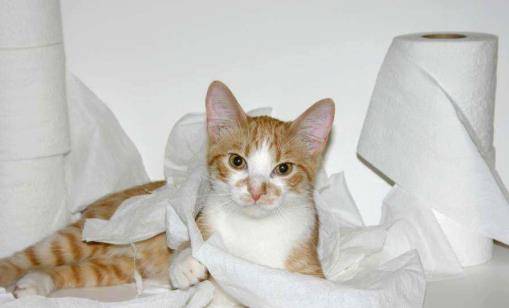 猫咪也会拆家?宠主要收好这3样东西,小心喵星人蠢蠢欲动 猫咪也会拆家?宠主要收好这3样东西,小心喵星人蠢蠢欲动