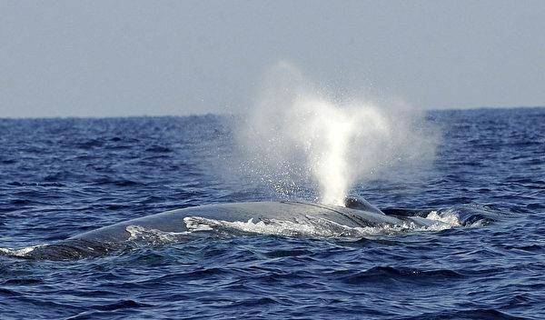 世界上最大的动物排行榜_世上最大的狗世上最大的狗有多大