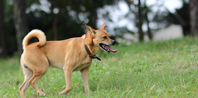 犬种智商排名_中华田园犬智商排名
