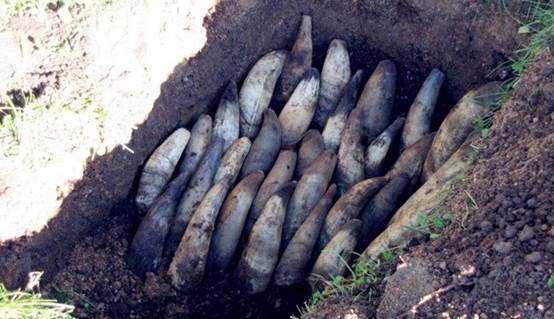 时间|“生物动力葡萄酒”为什么获得国际葡萄酒爱好者的追捧