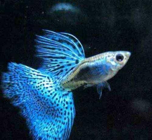 鱼多少温度会缺氧 c3df70a0514f4f02ab77fb896dcc8002.jpeg