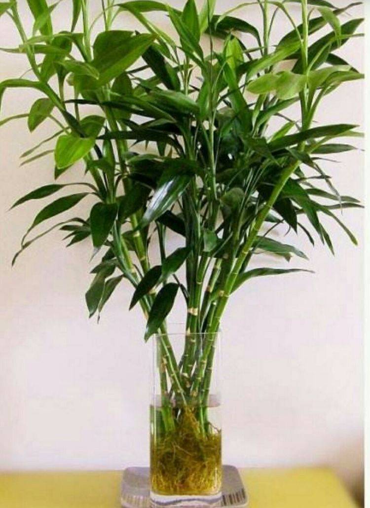 换水时注意观察富贵竹的根系,看有没有老根,腐根等,要把老根,腐根修剪