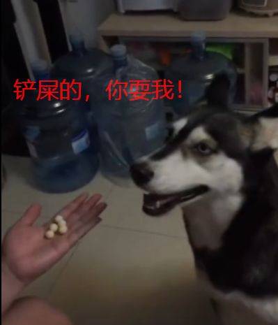 怨念|双手握住零食让二哈猜,它一下子就猜中,可打开另一只手……