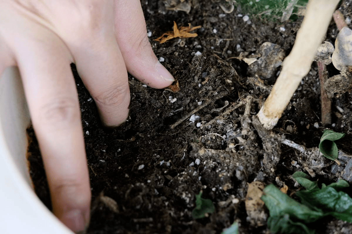 植物招虫怎么救 预防最重要 4招快速解决 虫害