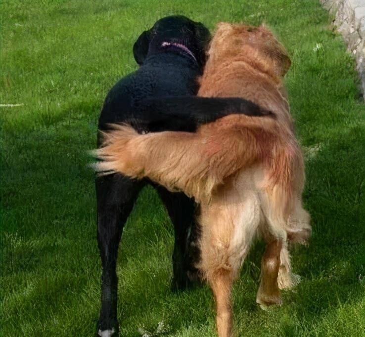 狗为啥不喜欢穿衣服 7853bf9998094f85a3d7765e93dda812.jpeg