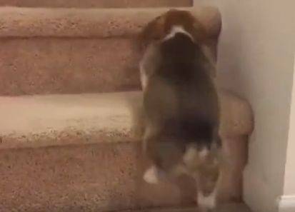 良心|柯基怎么也爬不上楼梯,一旁的主人笑疯了,你良心不会痛吗?