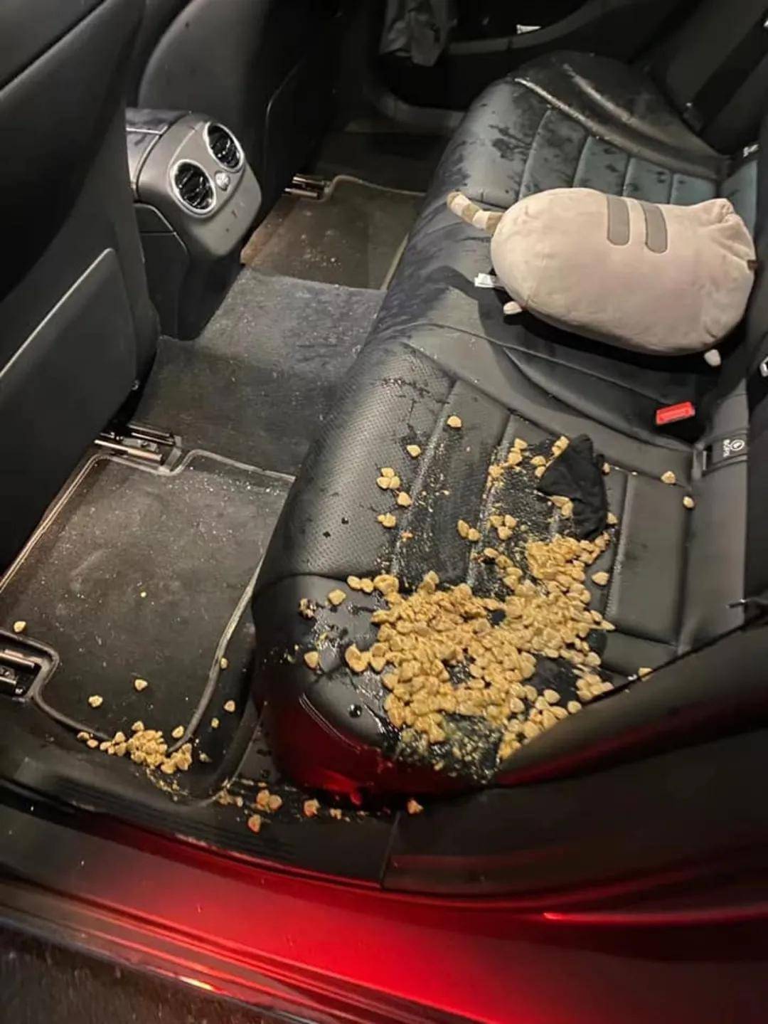 狗狗晕车又啦又吐,女主人无奈上网求助,网友却惊呼:它不是狗!