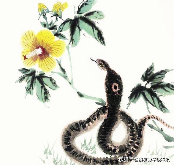 属蛇男 属龙女属蛇男人、属龙女人相配，从阴阳相合、属相相生的格局之上