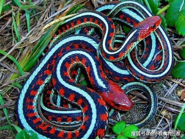 蛇中贵族的温柔乡,无毒却能陷入"死亡的爱河"——边袜带蛇_有毒