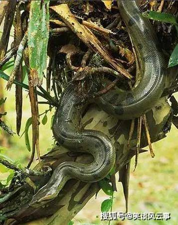 世界最重的蛇——绿森蚺