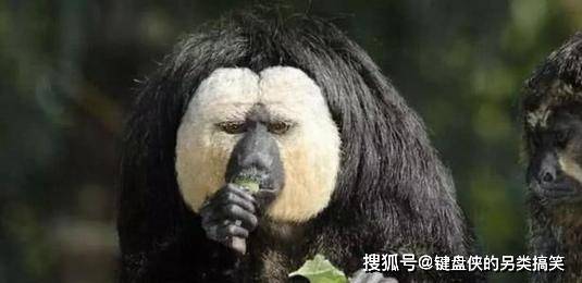 令人羡慕百毒不侵的体质,爱吃各种毒物,毒蛇毒果毒虫小菜一碟