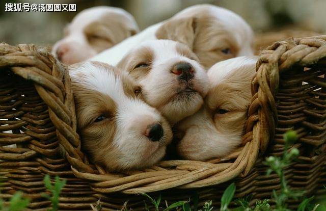 进行|【养宠小知识】月子狗拉稀怎么办