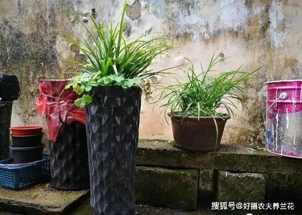 大花盆种植兰花 意想不到的好处 关键在于垫盆 兰根