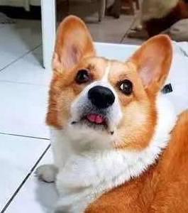 猫狗|主人假装晕倒测试柯基的反应,没想到柯基竟尿尿做标记,然后……