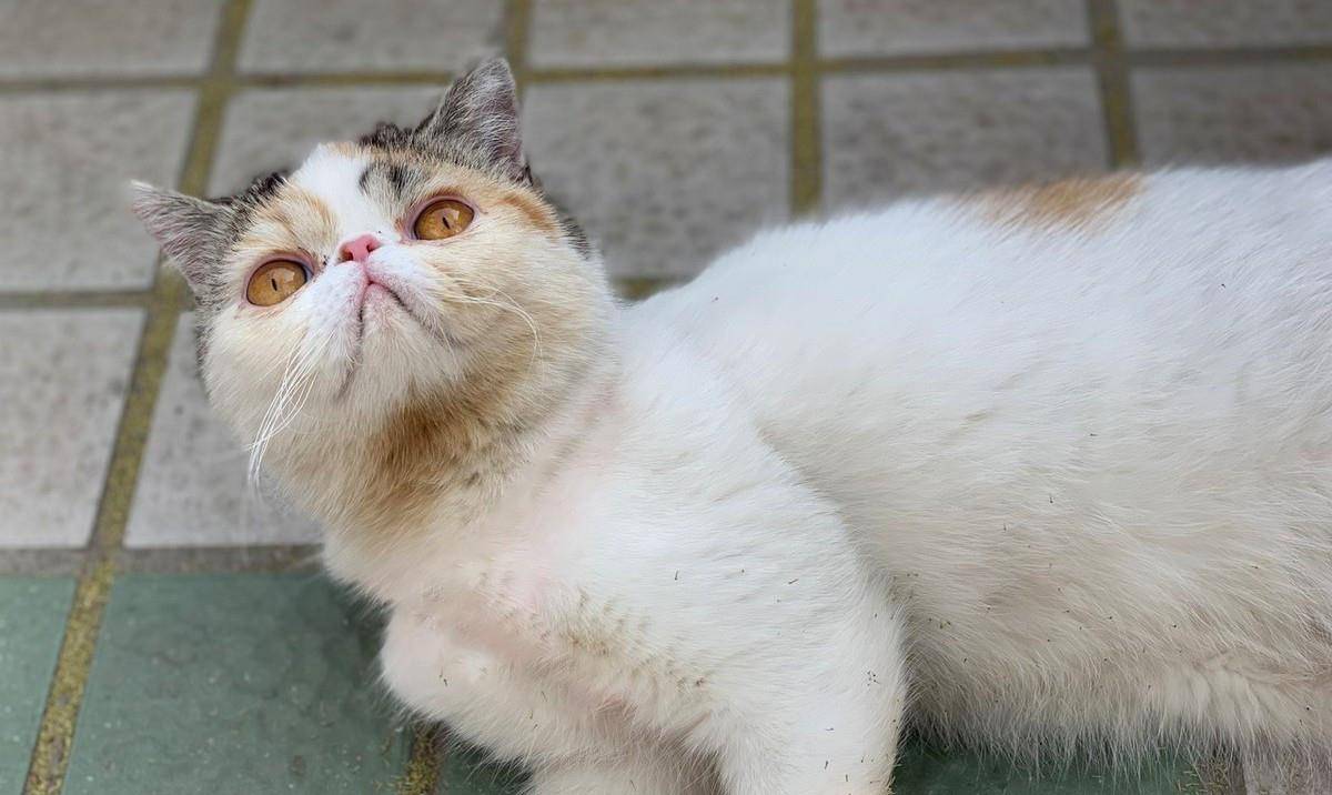 因为|加菲猫被丢桥下，与苍蝇为伴，看见人类后，它的反应让人想哭！