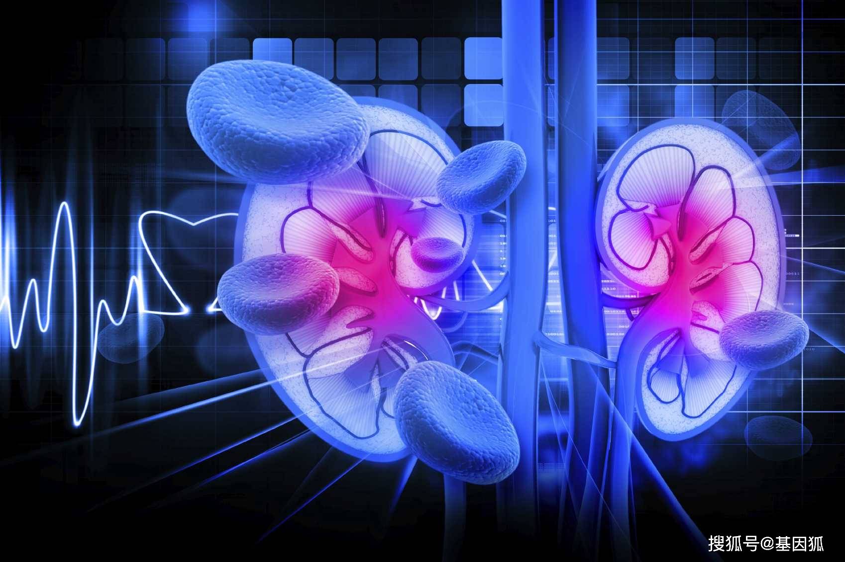 科普|健康科普:糖尿病肾病关键基因有哪些?