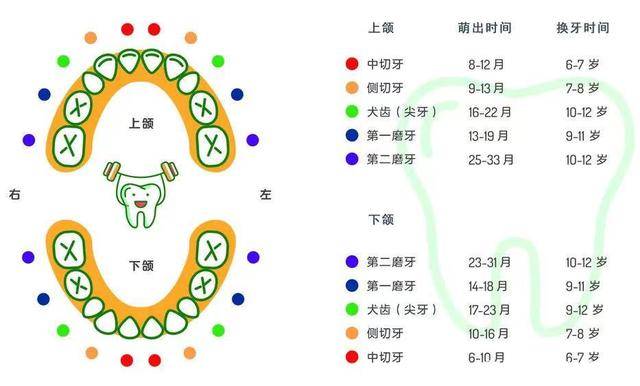 牙齿长的好不好，全靠乳牙来引导！