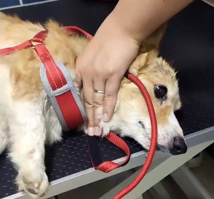 毛孩子|柯基犬无家可归，浑身是病，竟凭实力收获铲屎官！