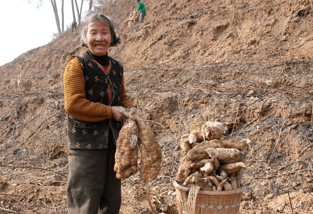 人参|乙肝也有“克星”,中医教你用“1物”,乙肝悄悄远离