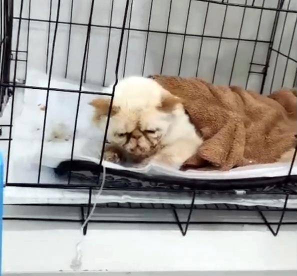 因为|加菲猫被丢桥下，与苍蝇为伴，看见人类后，它的反应让人想哭！