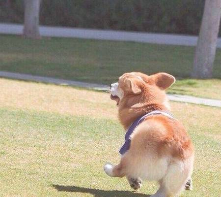 肠胃|原来这才是柯基“断尾”的原因，你会让它断尾吗？