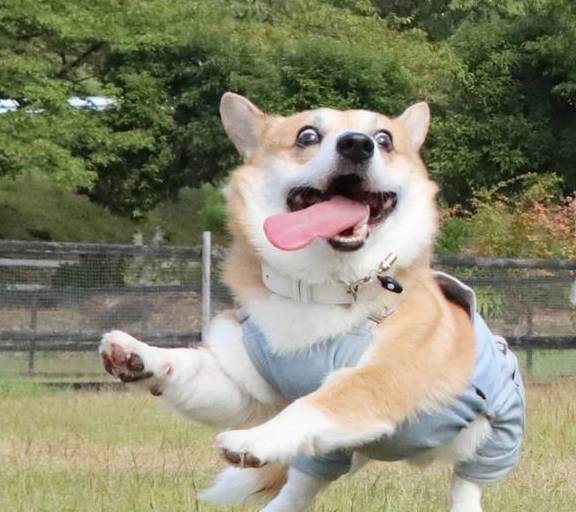 肠胃|原来这才是柯基“断尾”的原因，你会让它断尾吗？