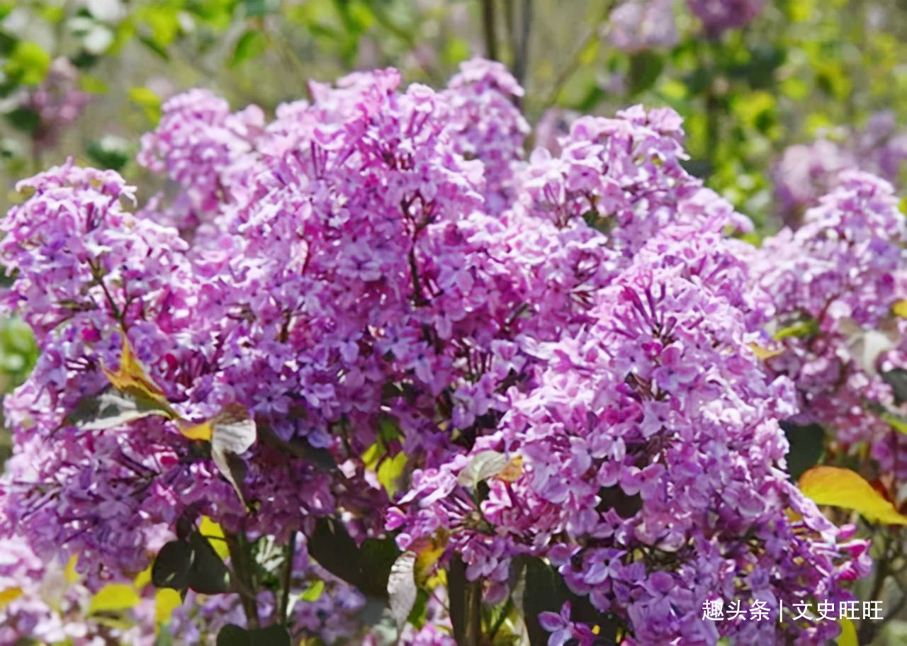 丁香花是唱给死人的吗丁香花是唐磊为谁写的 自媒体热点