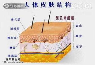 细胞液|je莫倩：涂抹的护肤品都到皮肤哪一层呢？能到达真皮层吗？