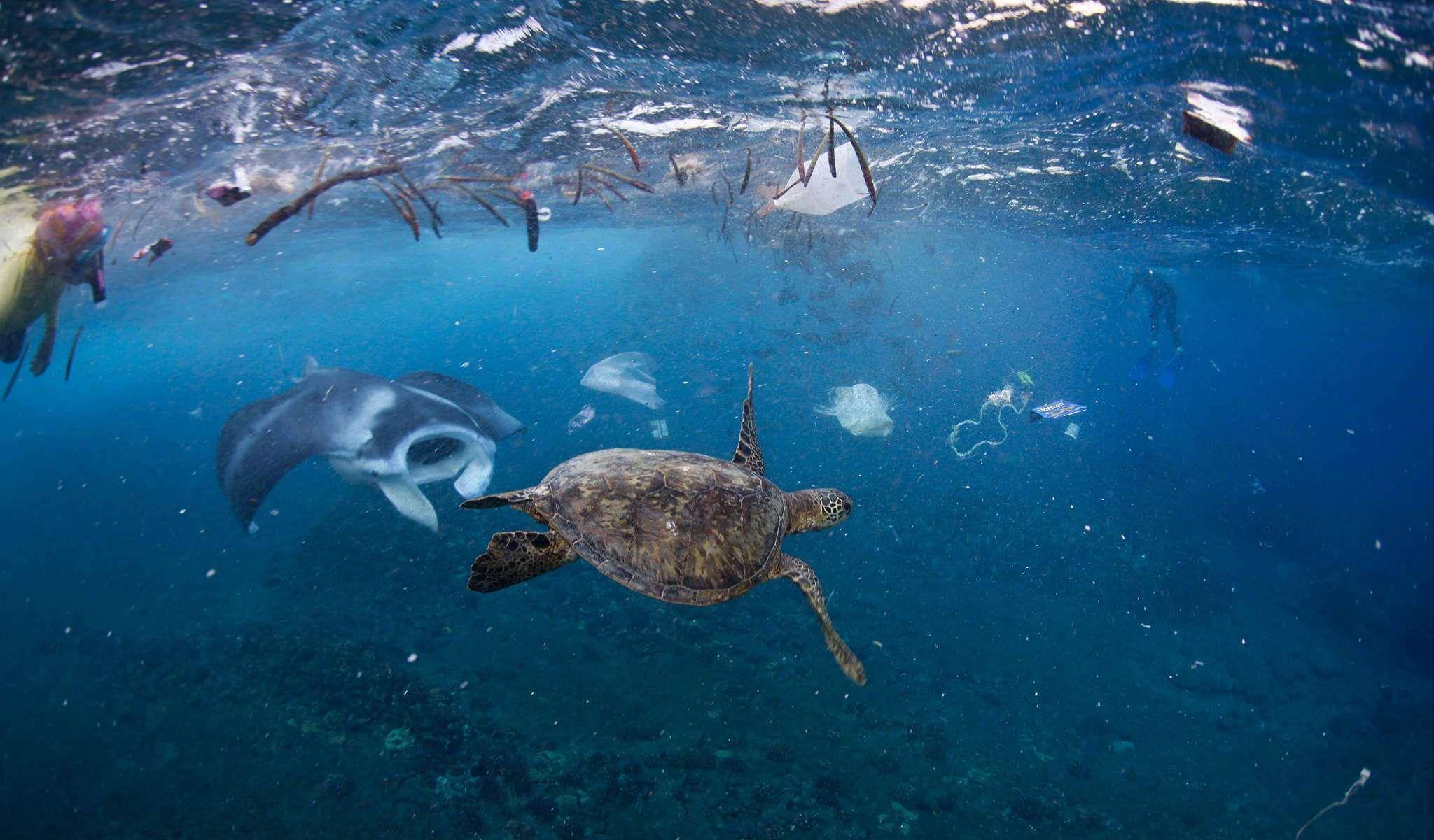 海洋生物与环境(培育海洋科技人才,这种物质在南极被发现,是海洋生物