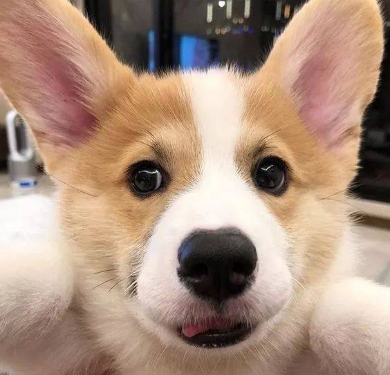 Donut|柯基的长舌头总是放外面,萌得有些犯规,据说是科学散热