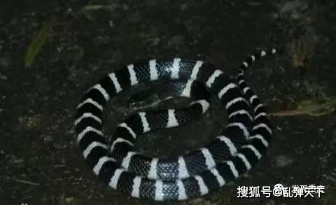 怎么看山上有没有蛇 1ecc206711984e9db51023b75b2aa43a.jpeg