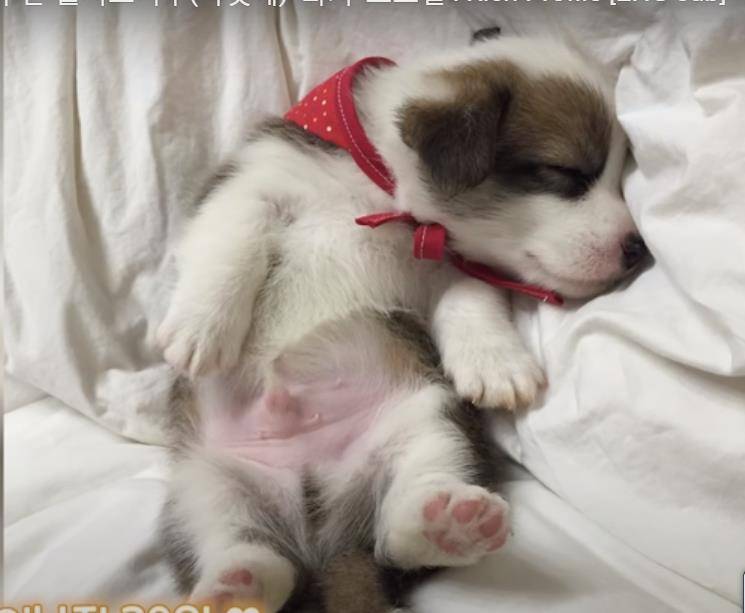 阿泽西|韩国小哥舍弃终身大事，只为养8只柯基！谁能拒绝它们的魅力？