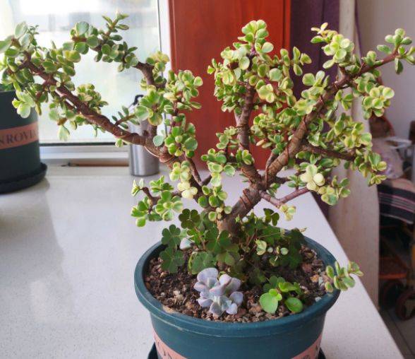 7月养雅乐之舞,4个细节要做好,到时枝繁叶茂,叶片带粉边_修剪